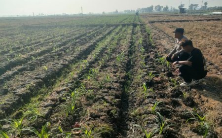 Dukung Program Ketahanan Pangan Presiden, Bhabinkamtibmas Polsek Balerejo Sambangi Lahan Jagung Warga Desa Pacinan