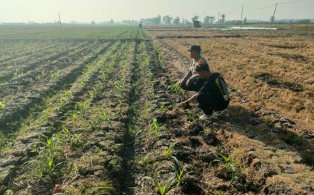 Bhabinkamtibmas Polres Madiun Konsisten Dukung Ketahanan Pangan Nasional