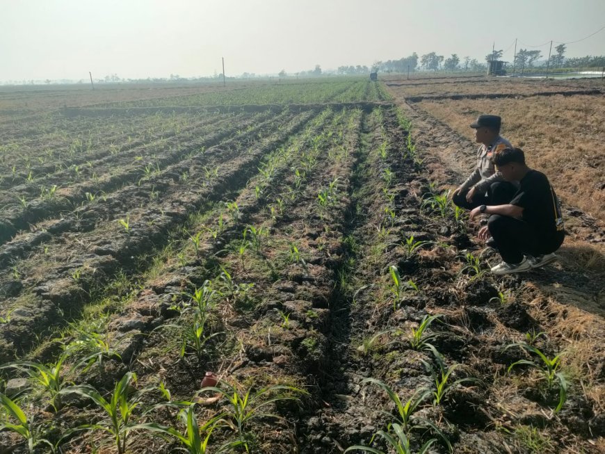 Dukung Program Ketahanan Pangan Presiden, Bhabinkamtibmas Polsek Balerejo Sambangi Lahan Jagung Warga Desa Pacinan